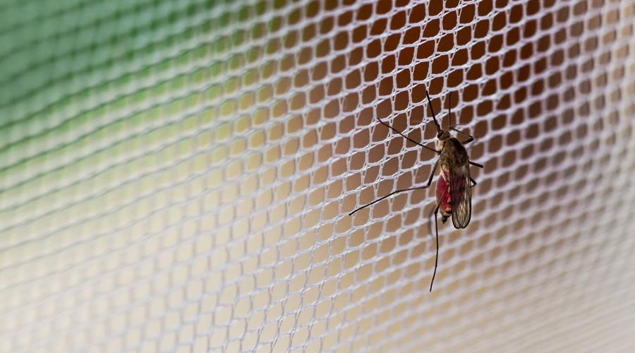 Dicas para evitar proliferação de mosquitos e outros insetos