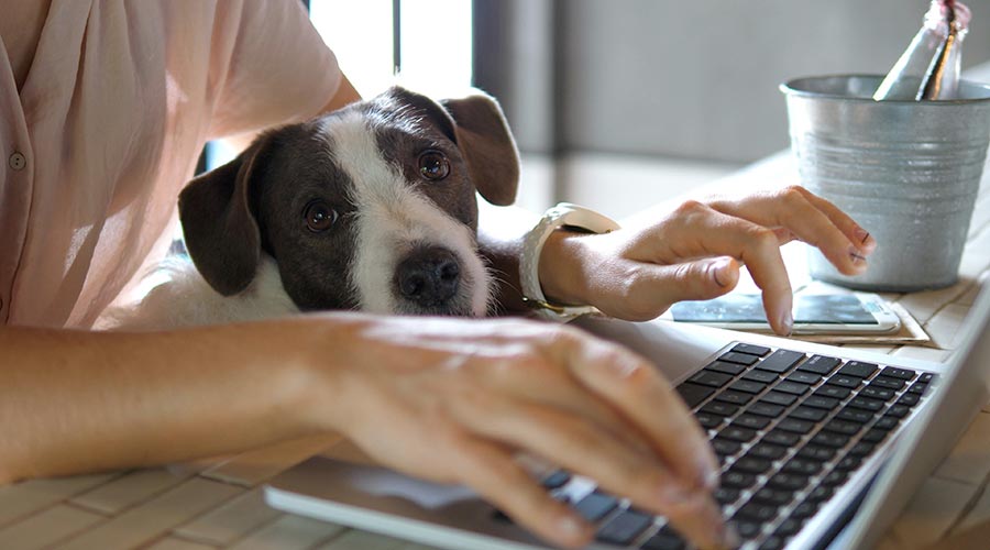 Trabalho remoto: o seu cachorro precisa de horários para brincar dentro de casa, para não atrapalhar seu horário de trabalho.